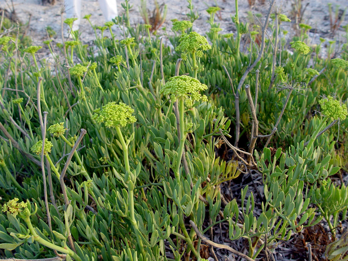 Crithmum maritimum | The flora of Lefkada | Lefkada Slow Guide
