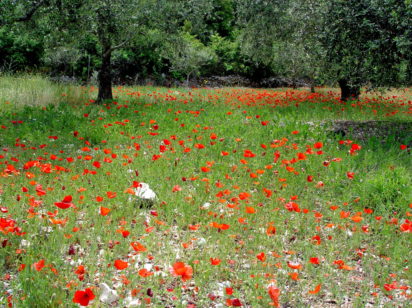 Field of poppies, spring in Lefkada
