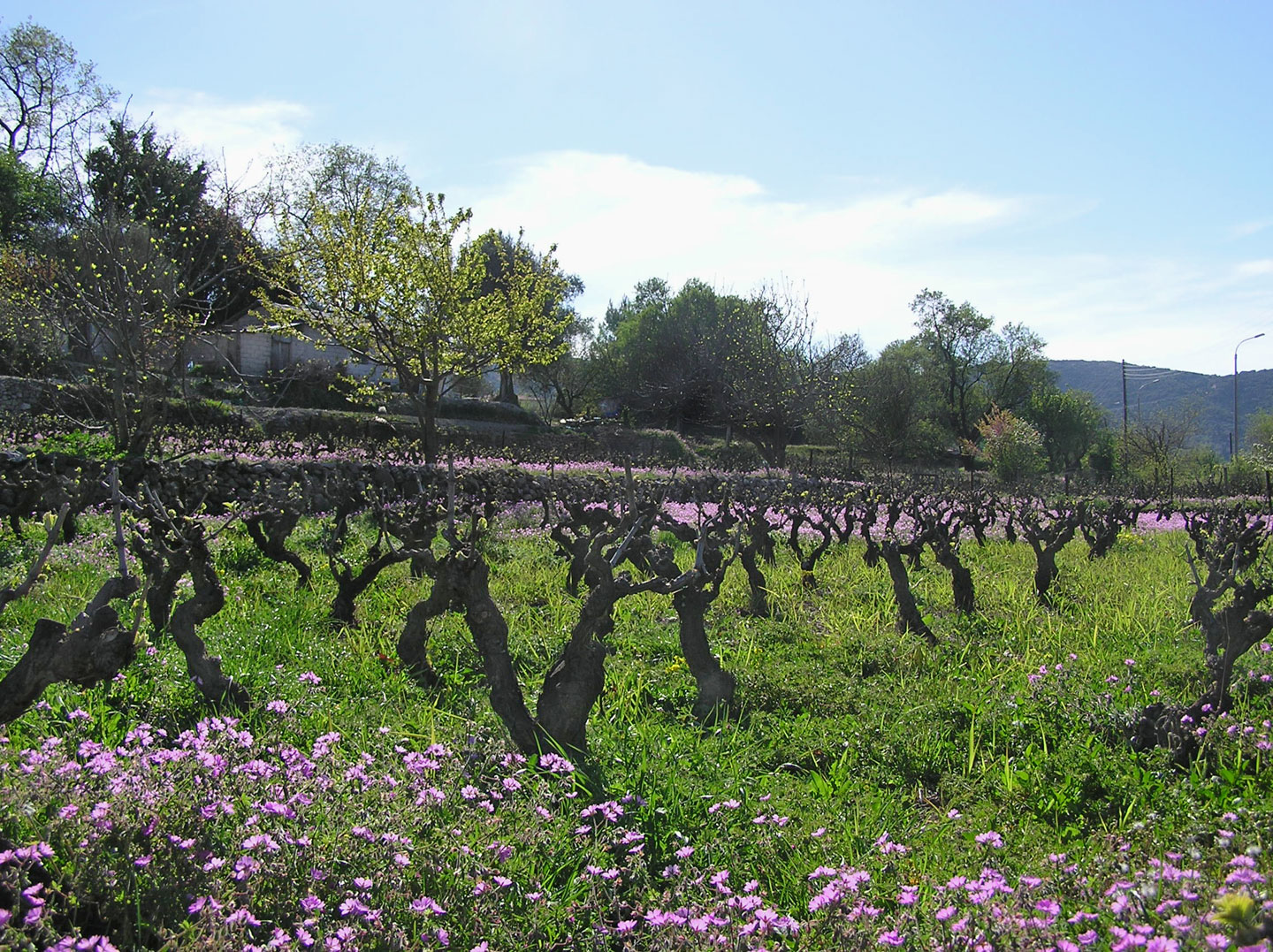 Best for wine lovers, vineyards and wineries in Lefkada