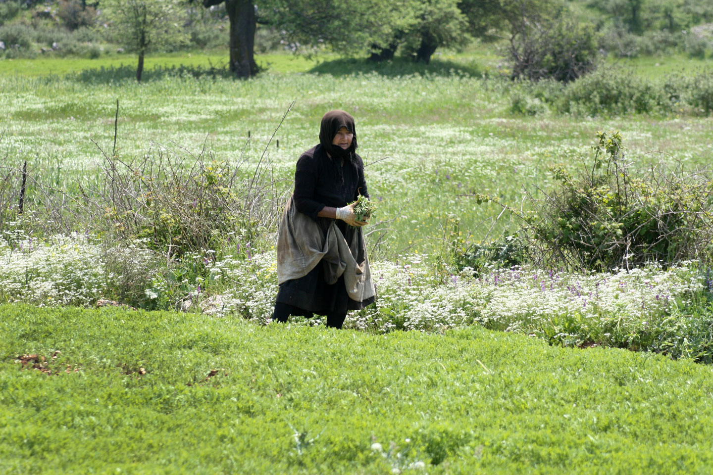 Chorta, Picking wild greens in Lefkada | Cooking in Lefkada