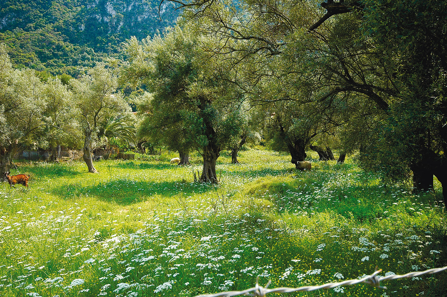 The Venetian olive grove is perfect for a bicycle ride | Lefkada Slow Guide