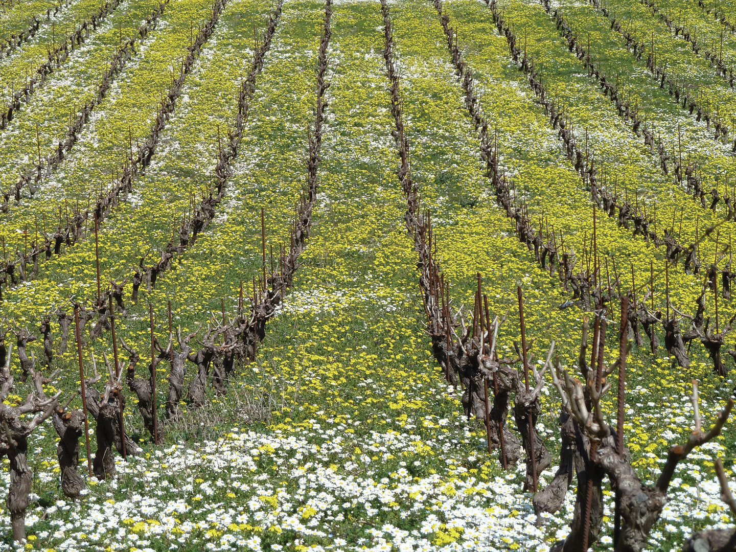 Viticulture, wines of Lefkada | Lefkada Slow Guide