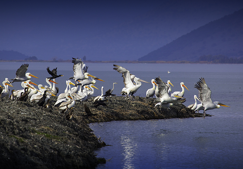 The Wetland of the Ambracian is a sanctuary for rare species of birds