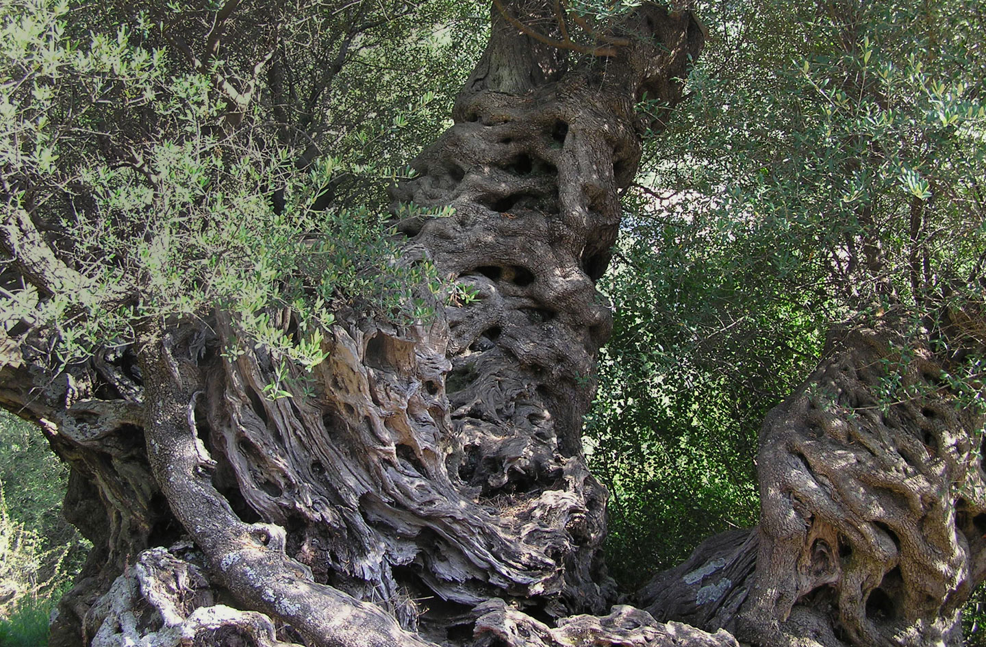 Ελιά (Ασπροελιά), τοπικές ποικιλίες Λευκάδας