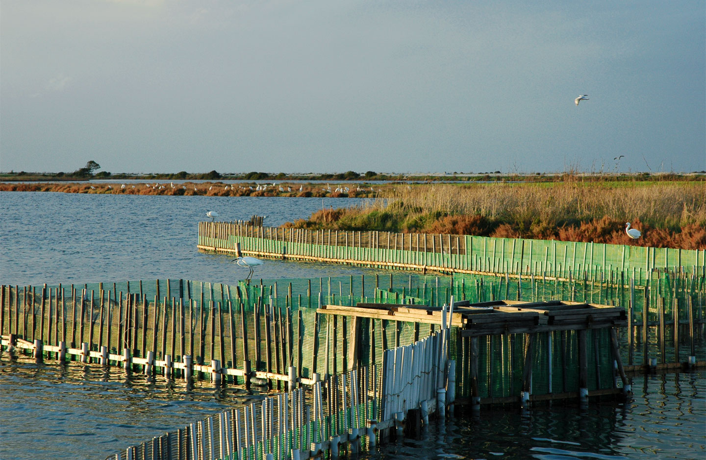 The lagoon of Lefkada | Birds resting on the remains of the ancient stilts