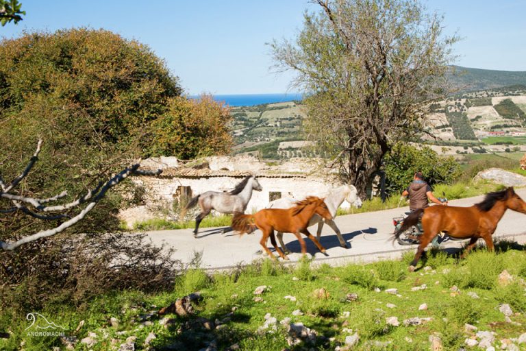 Peratia and old Plagia | Horses | Lefkada Slow Guide