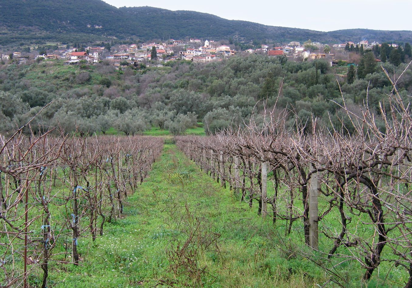 Vineyards in Agios Petros | Alternative activities in Lefkada